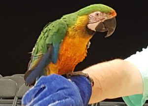 Elementary Gallery parrot